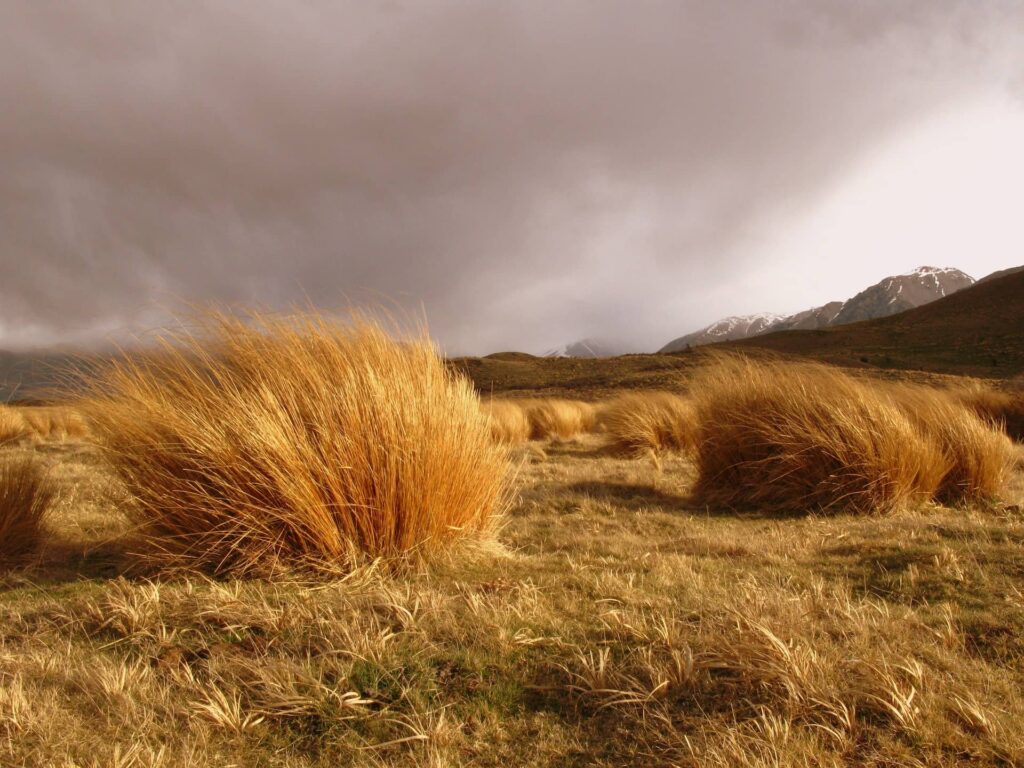 grass in wind